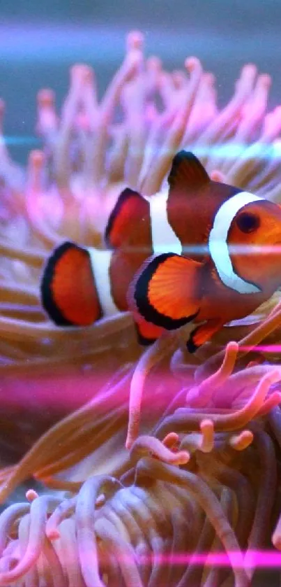 Vibrant clownfish swimming in colorful coral reef.