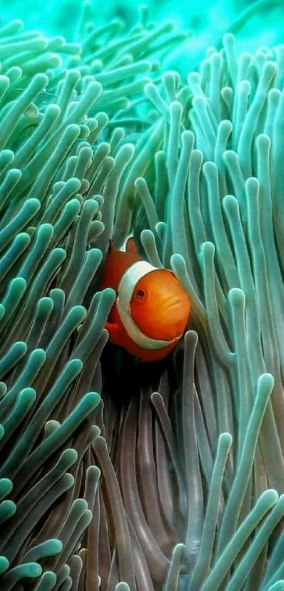 Clownfish nestled in turquoise sea anemone.