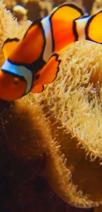 Vibrant clownfish swimming through coral in an underwater scene.