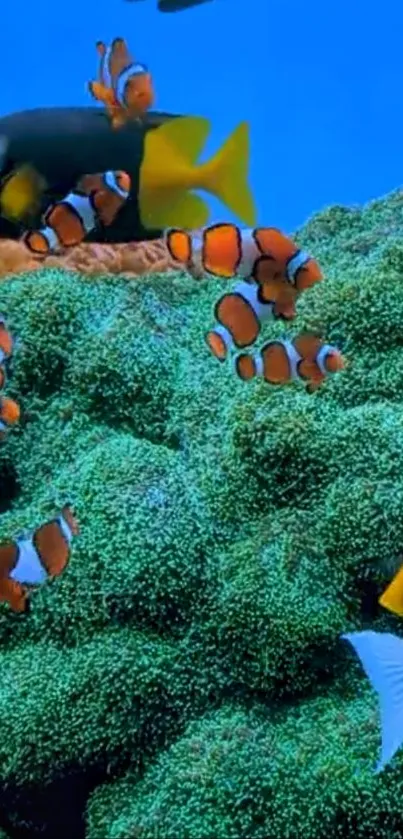 Underwater scene with clownfish in vibrant colors swimming near coral.