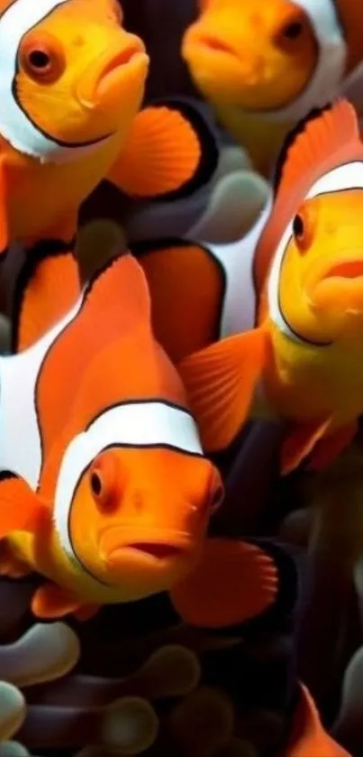 Vibrant orange clownfish swimming underwater.