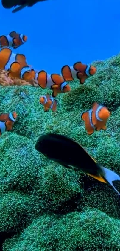 Clownfish swimming among vibrant blue and green corals in a lively ocean scene.