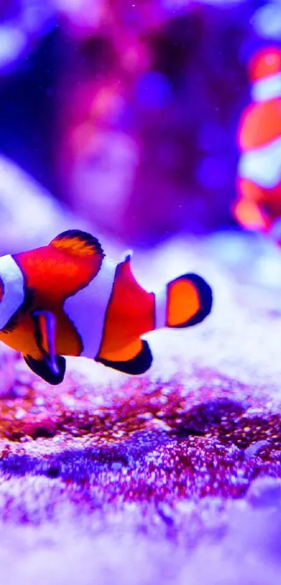 Vibrant purple and orange clownfish swimming in an underwater ocean scene.