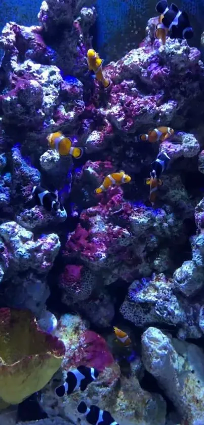 Vibrant clownfish swimming amidst colorful coral reefs.