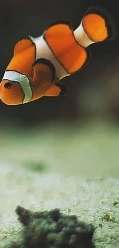 Colorful clownfish swimming in clear waters over sandy seabed.