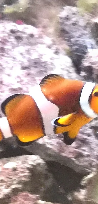 Clownfish swimming among colorful corals.