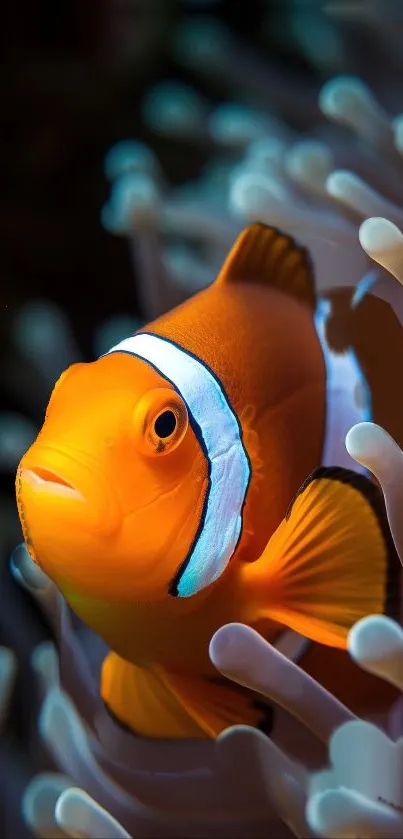 Clownfish surrounded by coral in vibrant colors.