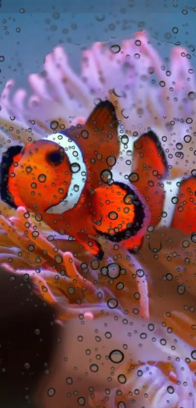 Clownfish swimming in colorful coral with water bubbles.