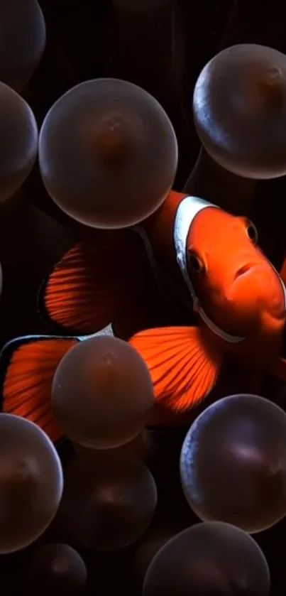 Clownfish swimming among sea anemones underwater.