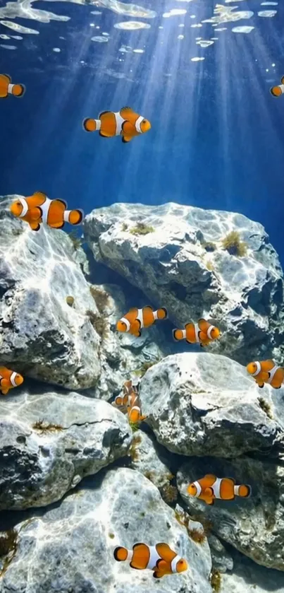 Clownfish swimming in clear blue water among rocks.