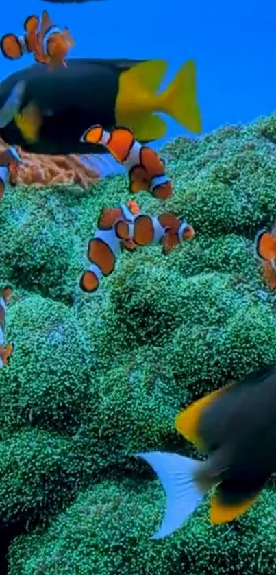 Clownfish swimming in green coral reef.