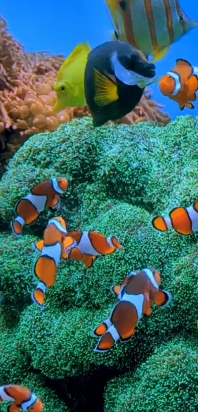 Vibrant underwater scene with clownfish and coral reefs.