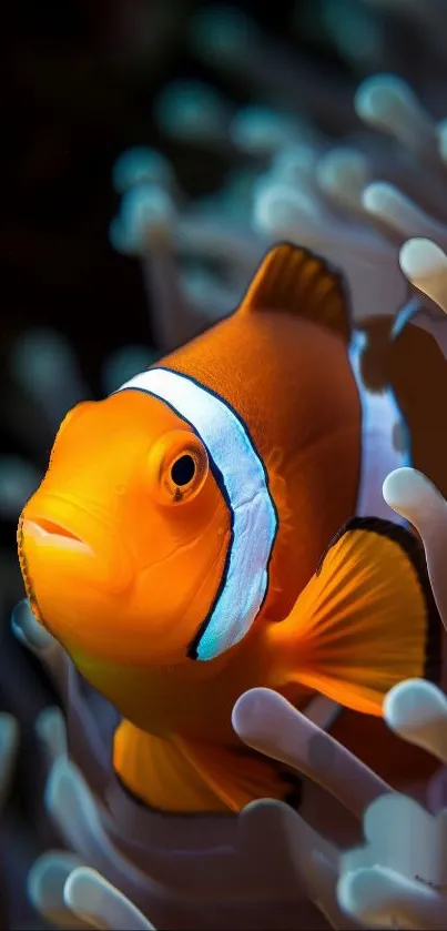 Clownfish swimming through vibrant coral and marine habitat.