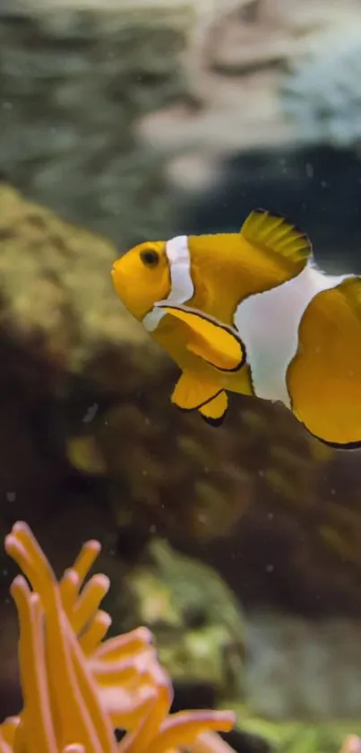 Clownfish swimming in a vibrant underwater scene with coral in the background.