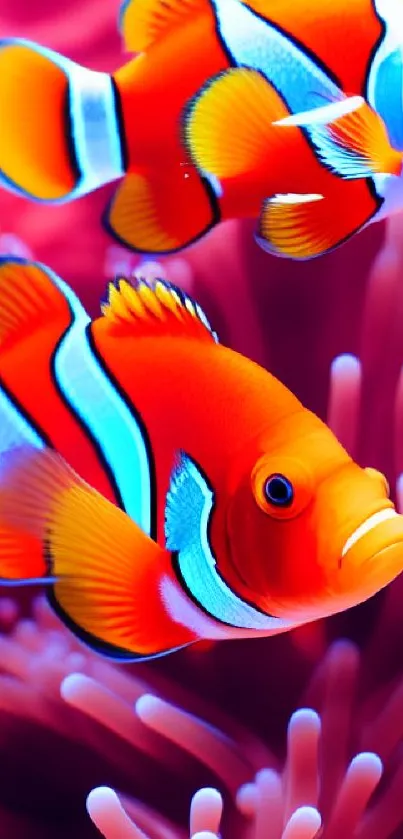 Colorful clownfish swimming in vibrant coral reef.