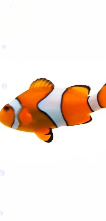 Colorful clownfish swimming against a white background wallpaper.