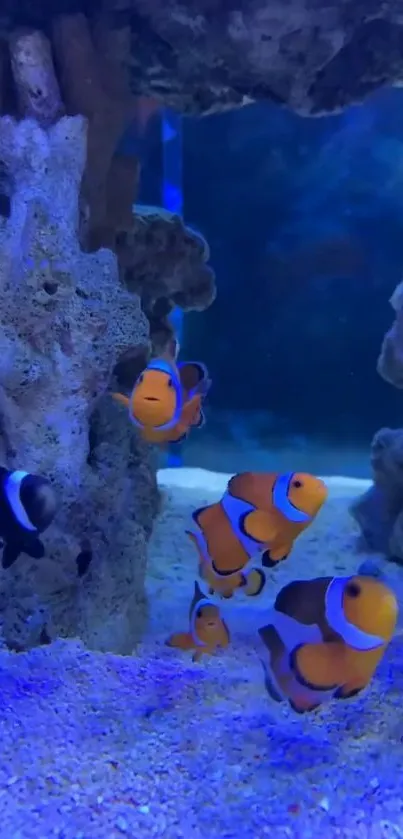 Clownfish swimming around coral in a vibrant blue aquarium setting.