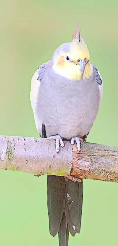 Cockatiel perched on branch with light green background.