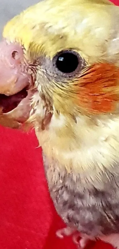 Vibrant cockatiel with yellow and orange plumage on a red background.