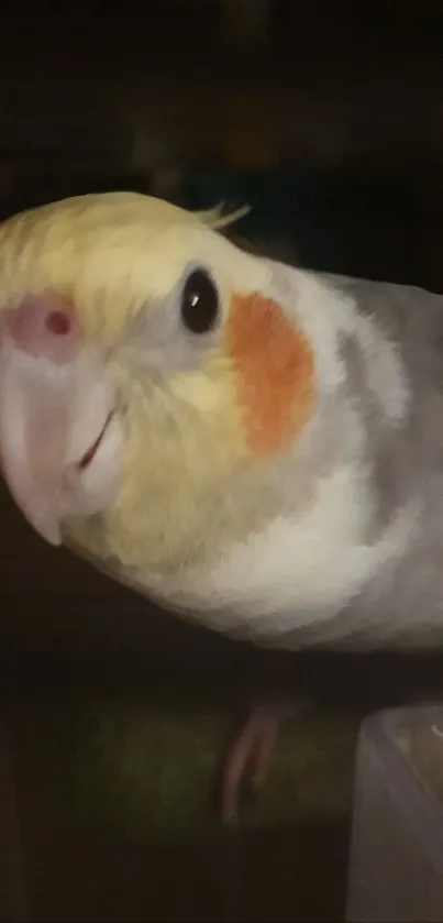 Close-up of a cockatiel with gray plumage and yellow, orange facial markings.