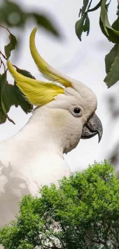 Beautiful white cockatoo with yellow crest on a tree branch.