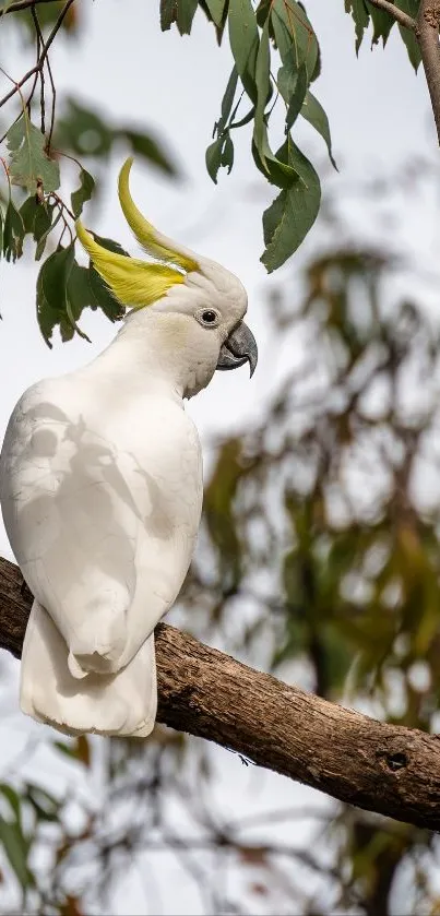 Yellow-crested cockatoo perched on a tree branch with green leaves.