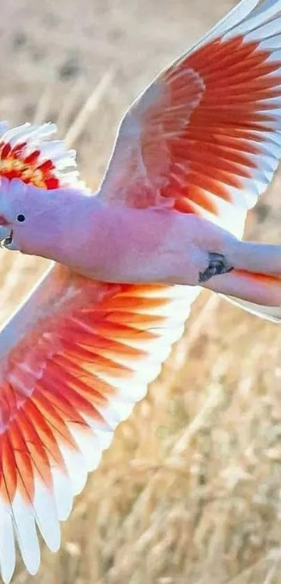 Vibrant cockatoo in flight showcasing colorful feathers.