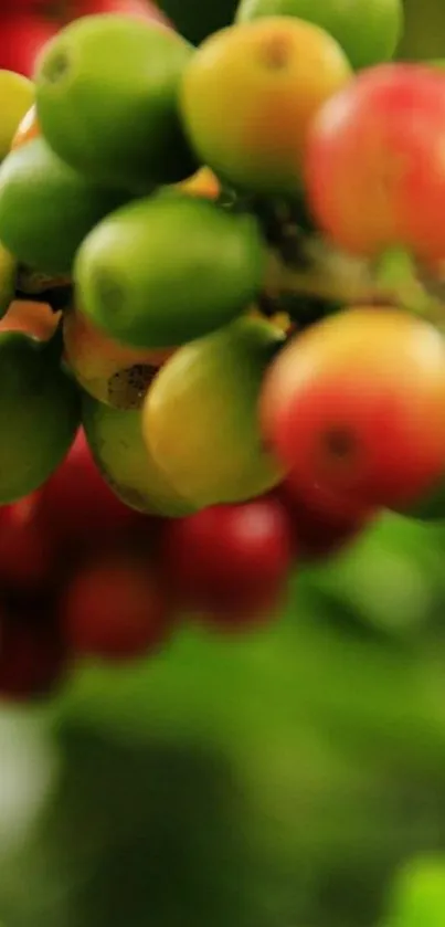 Close-up of colorful coffee beans with green and red hues.