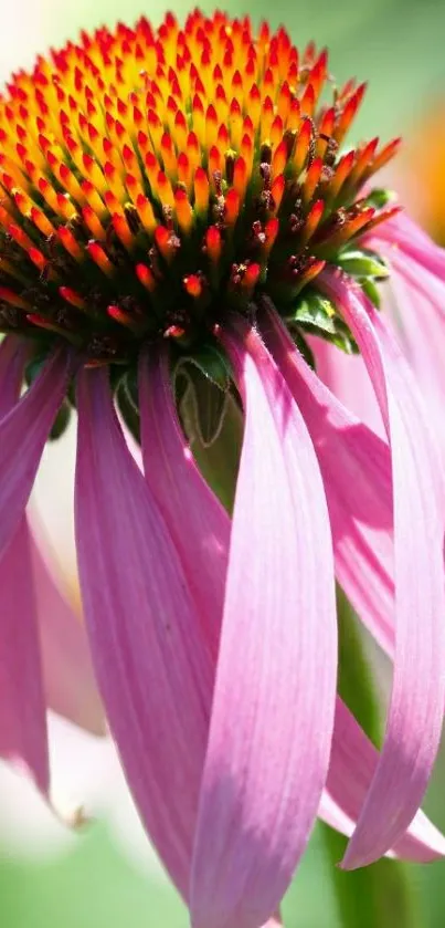 Close-up of a vibrant pink coneflower in bloom with a red-orange center.