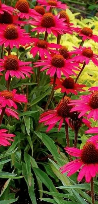 Vibrant magenta coneflowers with lush greenery.