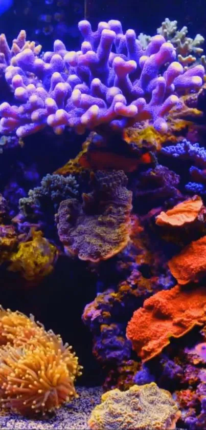 Vibrant coral reef with purple and red hues in a stunning underwater display.