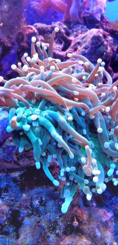 Vibrant coral reef with diverse marine life.