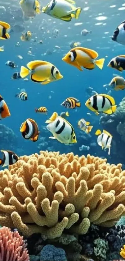 Colorful fish swim around a coral reef in clear blue water.