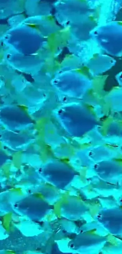 Vibrant coral reef fish swimming in turquoise waters.