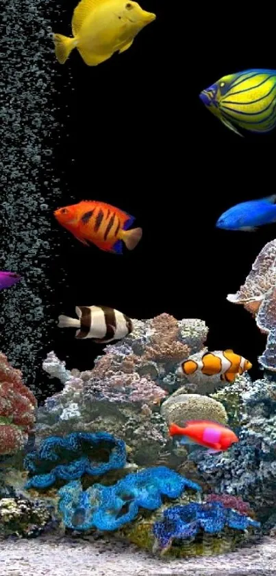 Vibrant coral reef with colorful tropical fish against a black background.