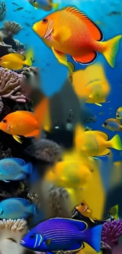 Colorful fish swimming over a coral reef.