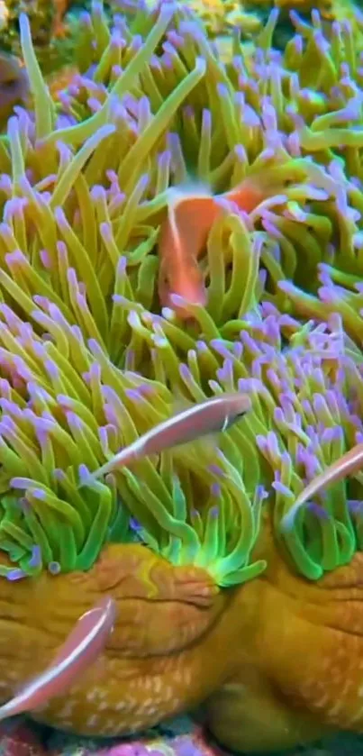 Colorful coral reef with fish swimming among anemones in vibrant ocean setting.