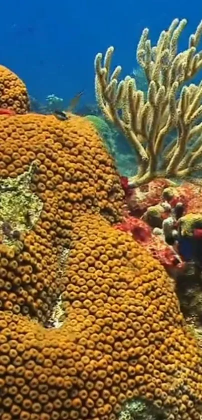 Vibrant coral reef with orange corals and marine life.