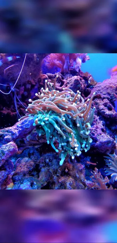 Vibrant coral reef with marine life wallpaper.