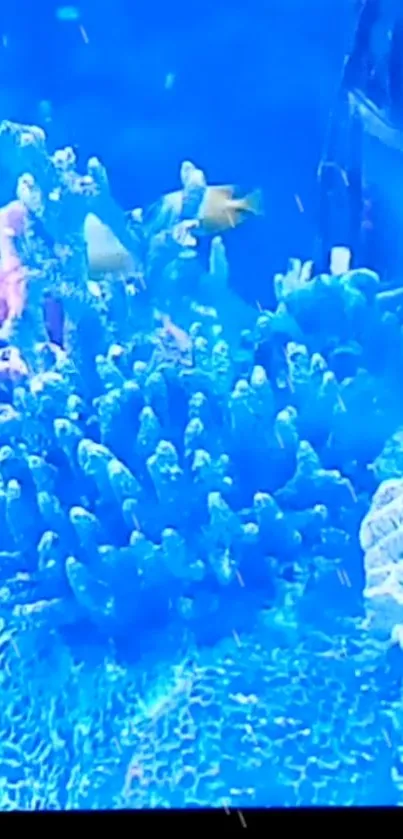 Blue coral reef with vivid marine life in an underwater ocean scene.