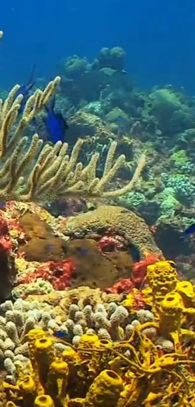 Vibrant coral reef displaying colorful marine life underwater.