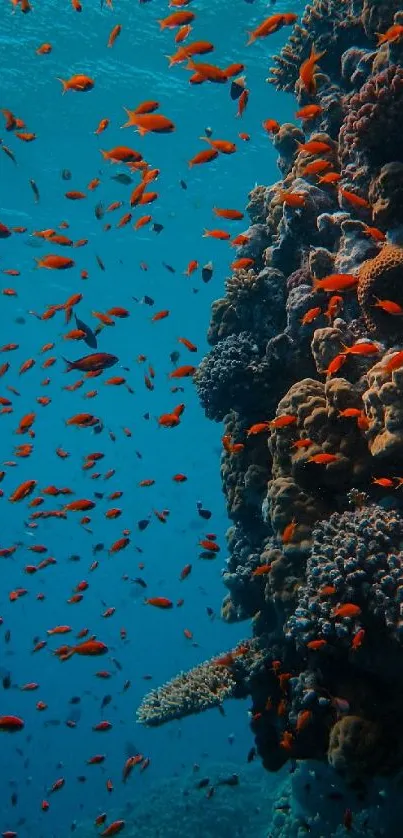 Vibrant coral reef with tropical fish swimming in blue ocean waters.