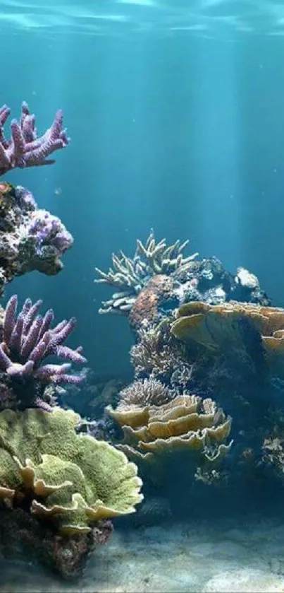 Vibrant coral reef with colorful marine life in clear blue water.