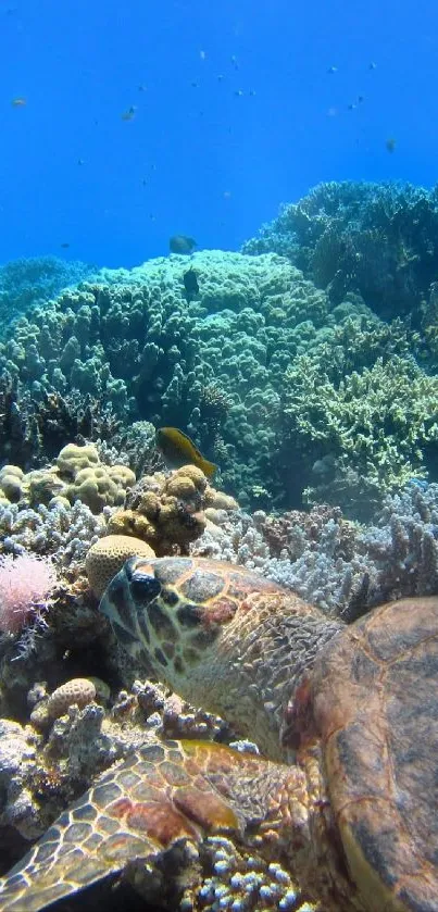 Sea turtle glides over a vibrant coral reef in clear blue ocean waters.