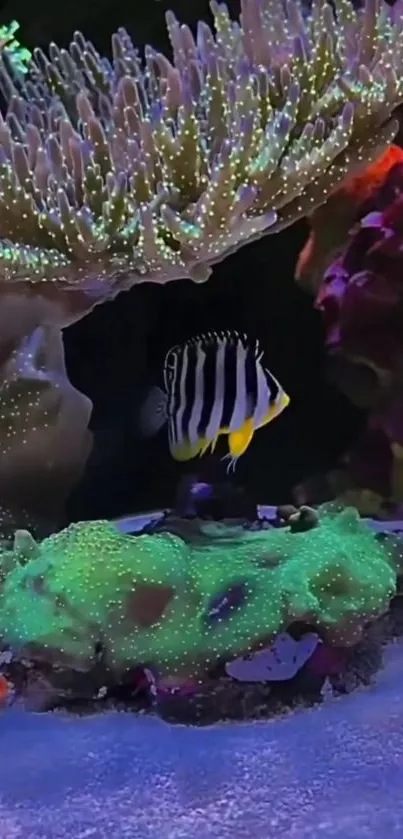 Striking striped fish amidst colorful corals underwater.