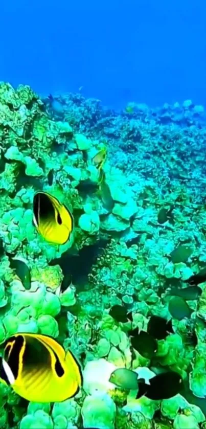 Colorful coral reef with tropical fish.