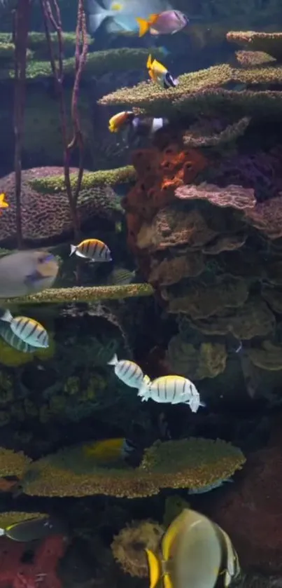 Colorful fish swim in a vibrant coral reef.