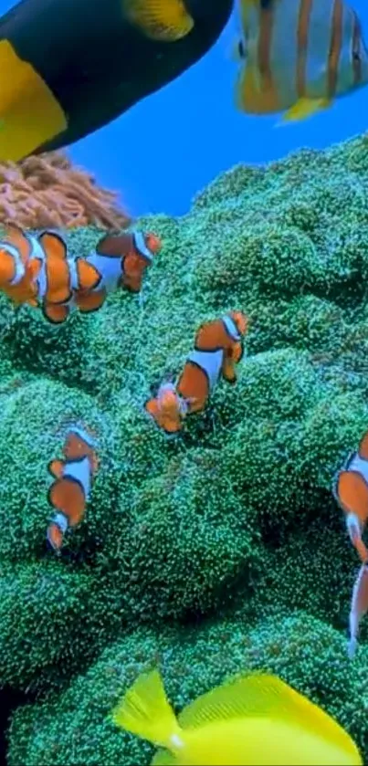 Clownfish swimming around vibrant coral in an underwater scene.