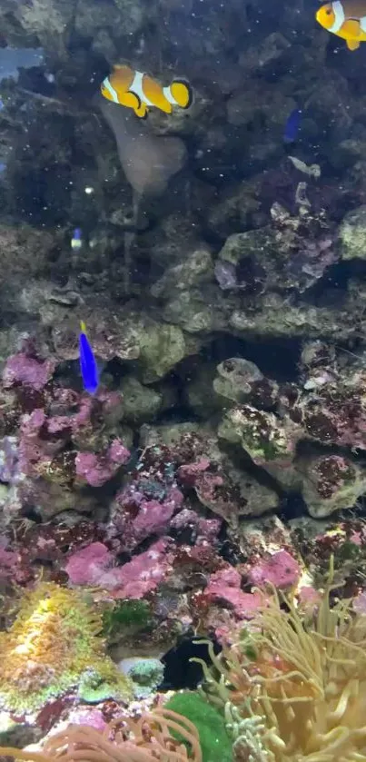 Colorful clownfish swimming in coral reef.