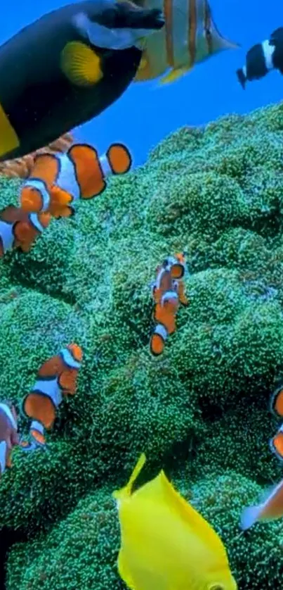 Colorful coral reef with clownfish and diverse marine life.